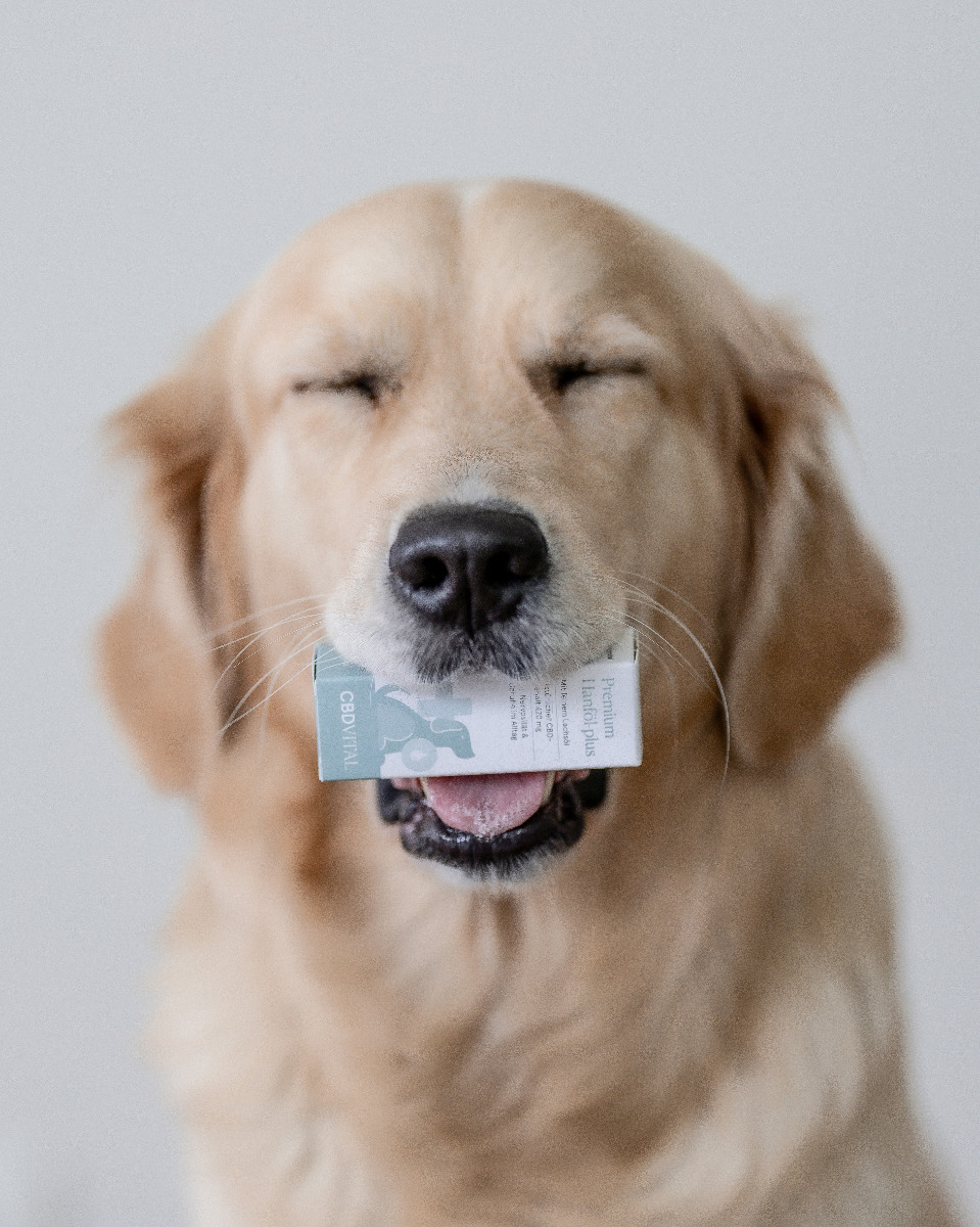 Huile de CBD pour toutes les races de chiens Huile de CBD pour toutes les races de chiens