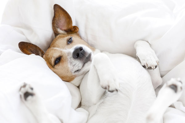 Biscuits CBD détente pour chiens contre le stress Biscuits CBD détente pour chiens contre le stress