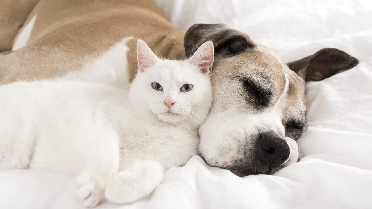 Du CBD pour des chats et des petits chiens détendus Du CBD pour des chats et des petits chiens détendus