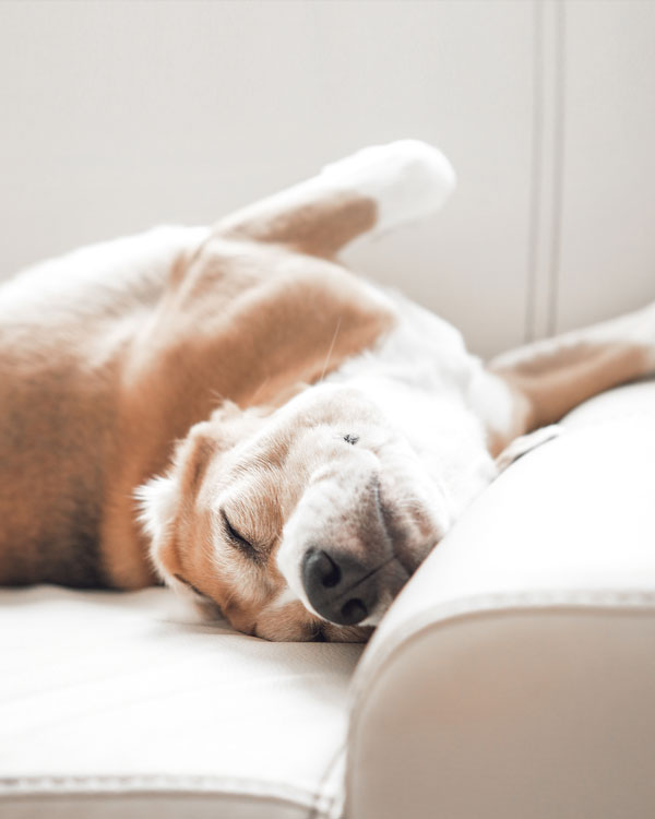 Soin pour chiens à base d'huile de chanvre