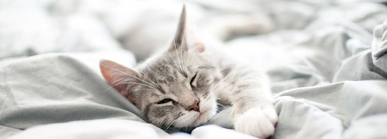 Nouvelle Étude : Le CBD et l'alimentation des chats