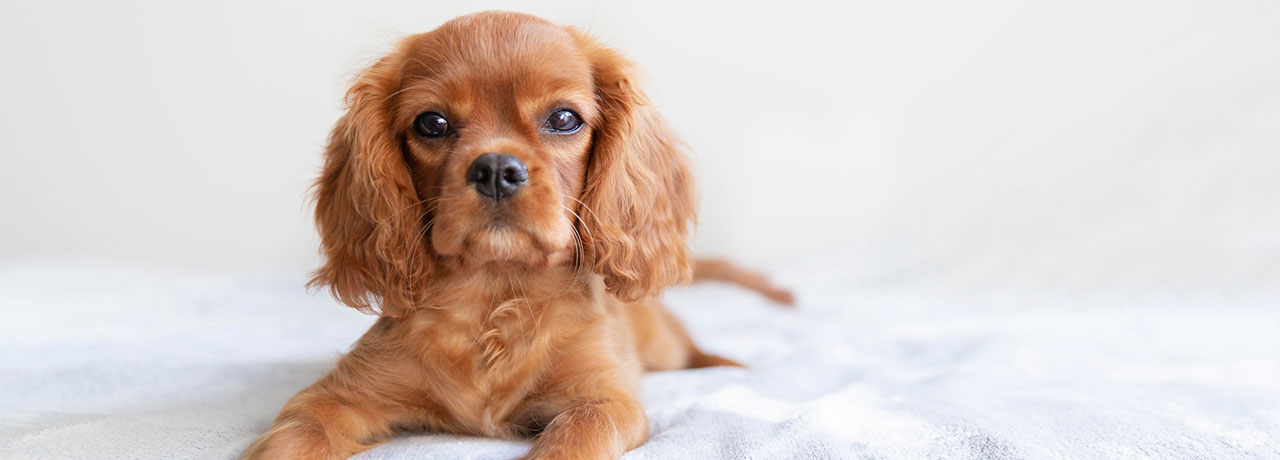 Une analyse montre l'intérêt du CBD pour les chiens stressés