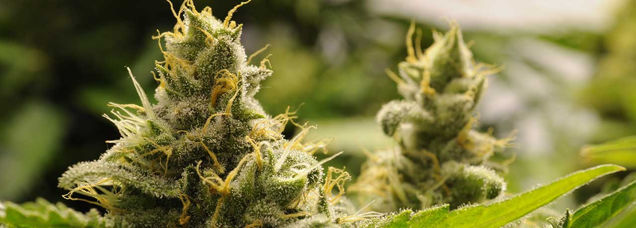 Fleurs de CBD : Effets, utilisation & différences avec l'huile de CBD